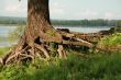 Roots, Volga river bank
