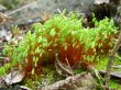 Spring moss