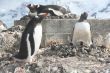 Gentoo penguin, greeting its mate