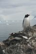 Gentoo penguin, greeting its mate