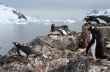 Nesting gentoo penguins