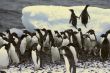 Flock of Adelie penguins