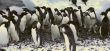 Flock of Adelie penguins