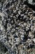 Abstract, mussels and barnacles