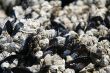 Abstract, mussels and barnacles