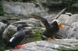 Tufted puffin,  flapping wings