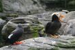 Tufted puffin, and Pigeon Guillemot