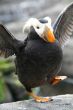Happy feet - Tufted puffin,  flapping wings