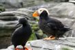 Tufted puffin, and Pigeon Guillemot
