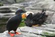 Tufted puffin, and Pigeon Guillemot