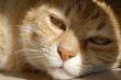 lillo ginger cat