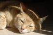 sleepy ginger cat