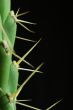close cactus