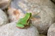 Green Frog
