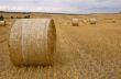 Rolls of hay