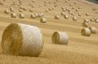 Rolls of hay