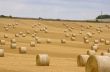 Rolls of hay