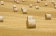 Rolls of hay