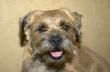 border terrier