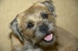 border terrier