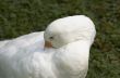 White Duck