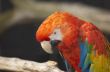 Red Macaw