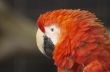 Red Macaw