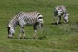 Zebra`s in a field