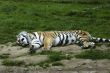 Sleeping Tiger
