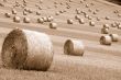 Rolls of hay