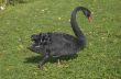 Black swan