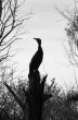Silhouette of a stork