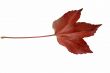 Maple leaf