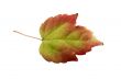 Autumn leaf
