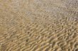 Sand ripples