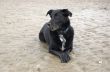 Dog on the beach