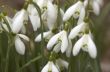 Snowdrops