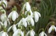 Snowdrops