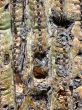  Close-up of Saguaro cactus trunk