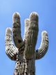 Saguaro Cactus in the sky