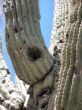  close-up of Saguaro cactus thorns and Nature