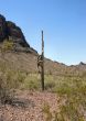  Saguaro with arms up, arms down