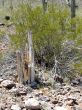  Remains of a Saguaro cactus