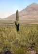  Saguaro with two arms in front