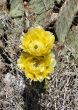  A pair of yellow  Prickly Pear Cactus blooms