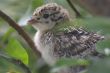 Ptarmigan Chick 2
