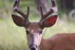 Whitetail Deer 1