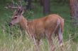 Whitetail Deer 2