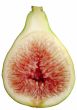 Fig
