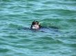 Military Diver On Mission